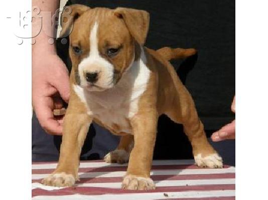 PoulaTo: American staffordshire  Πίτμπουλ